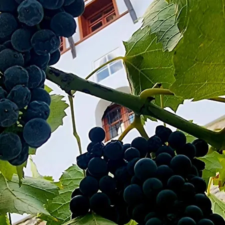 Celo's House * Gjirokastër